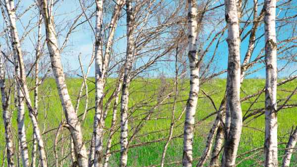 Чем вреден березовый сок? Чем вреден березовый сок?